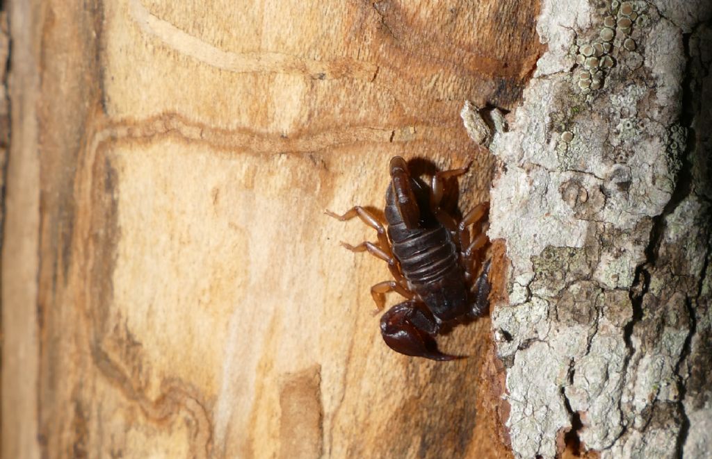 Euscorpius concinnus